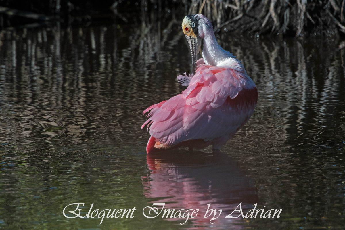 Roseate Spoonbill