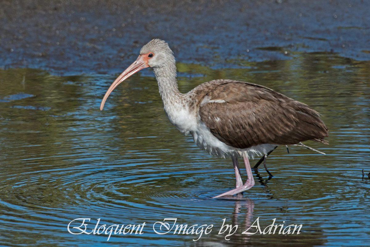 White-Ibis (Juvenile)