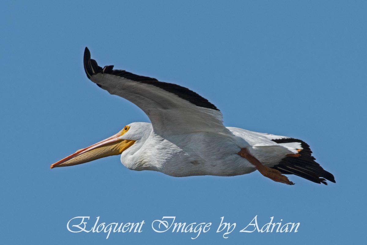 White Pelican