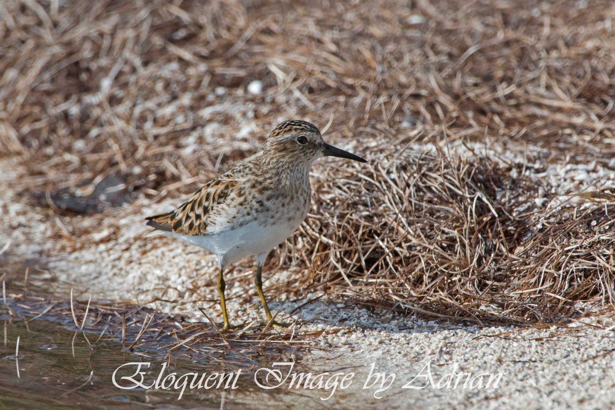 Least Sandpiper
