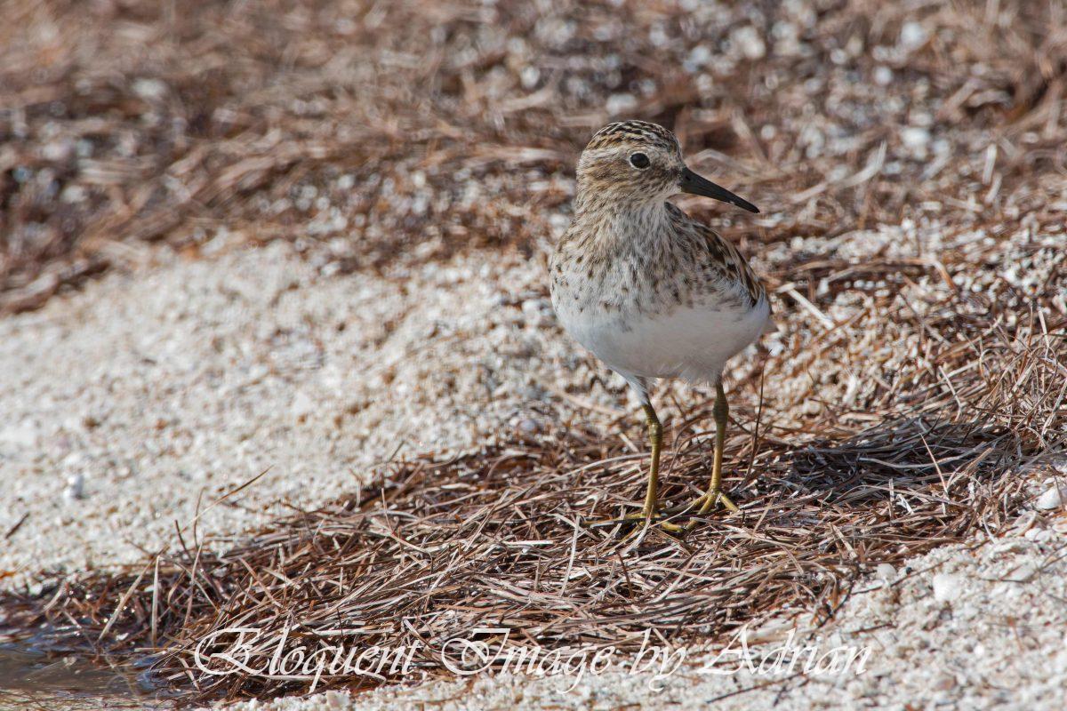 Least Sandpiper