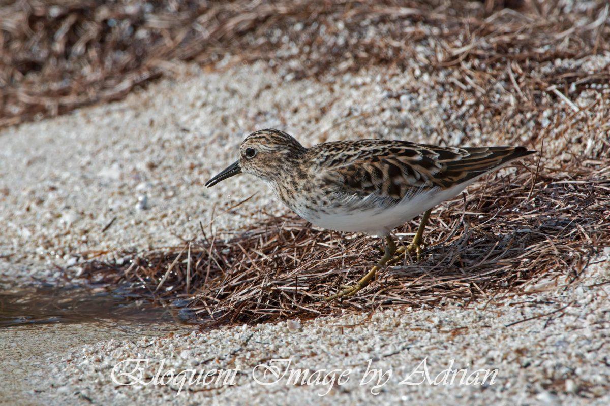 Least Sandpiper