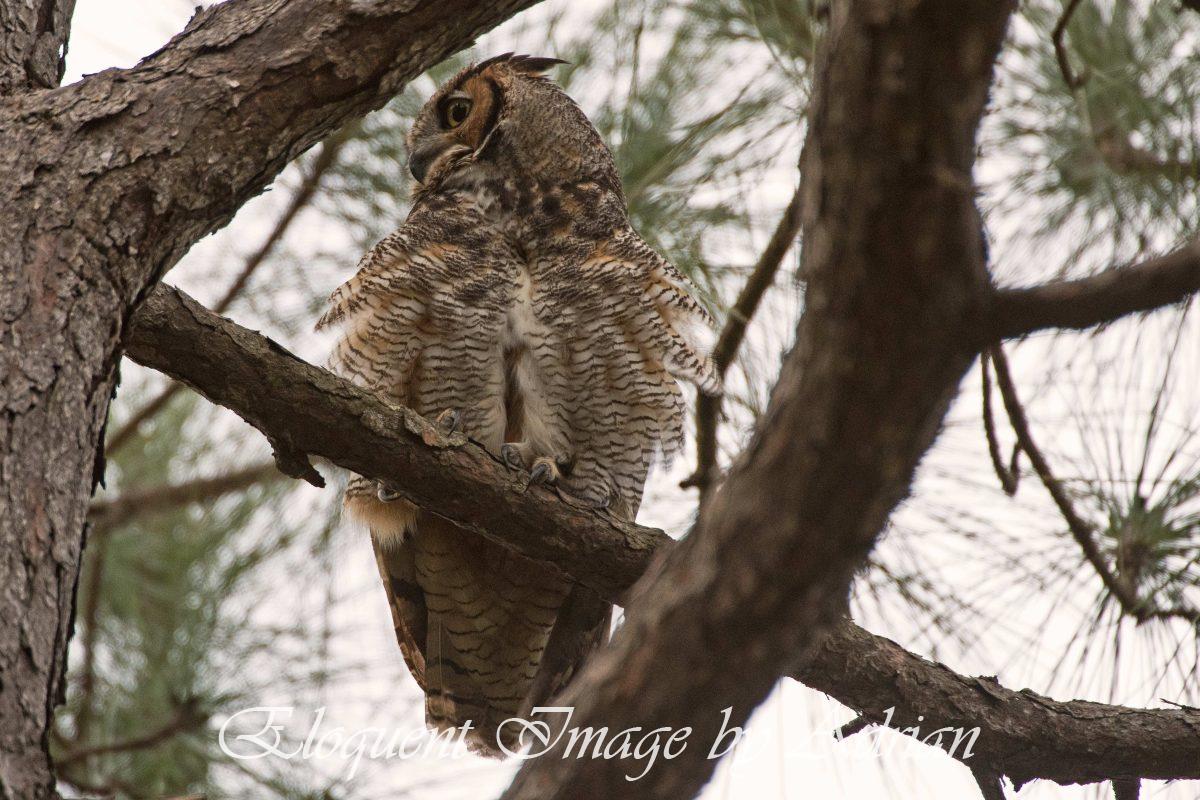 Great-horned Owl