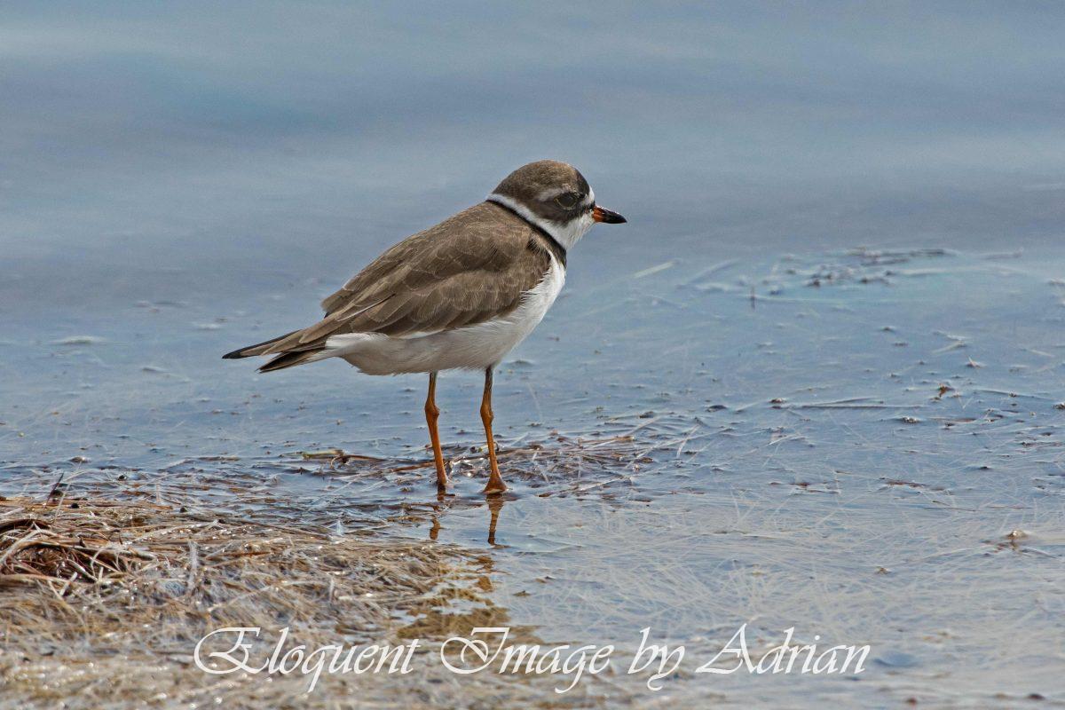 Semi-palmated Plover