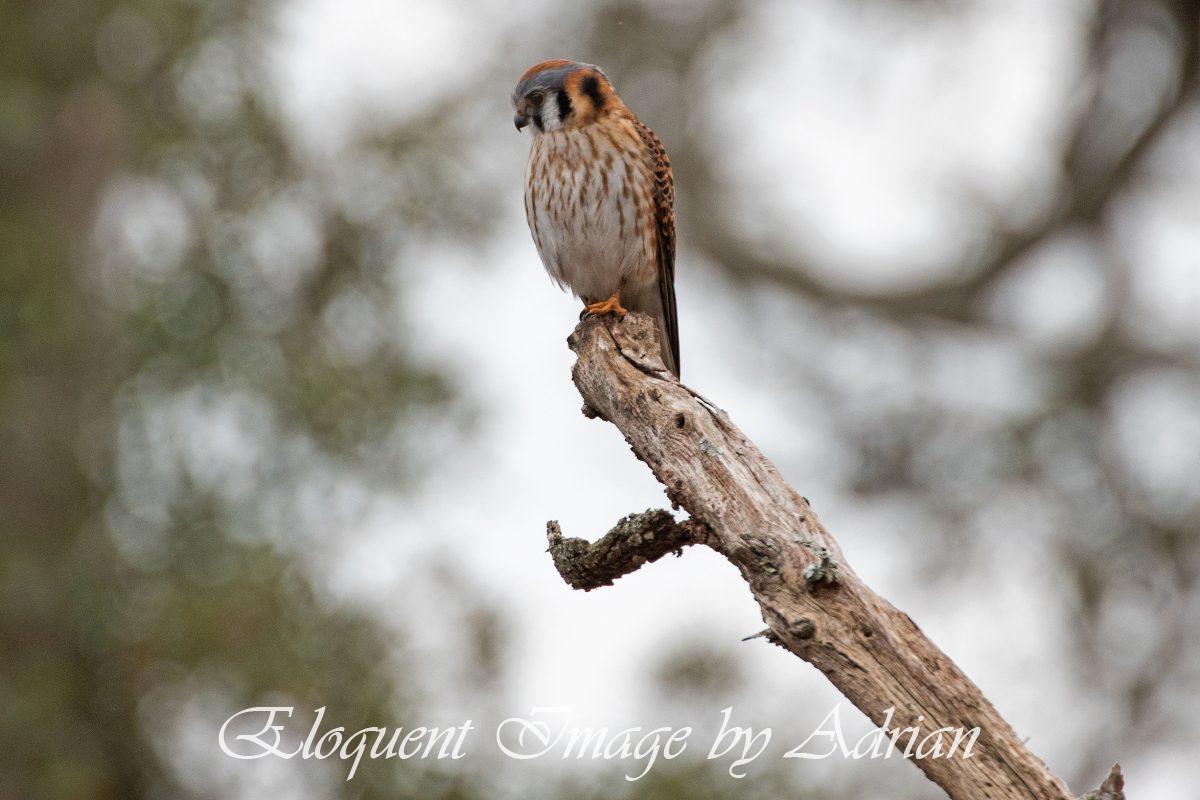 American Kestrel