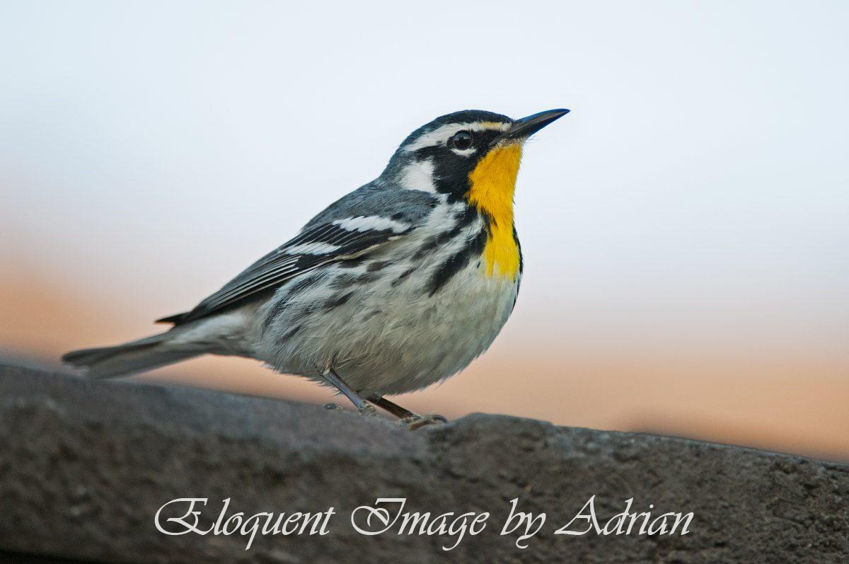 Yellow-throated Warbler