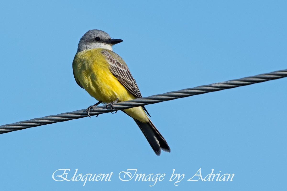 Tropical Kingbird