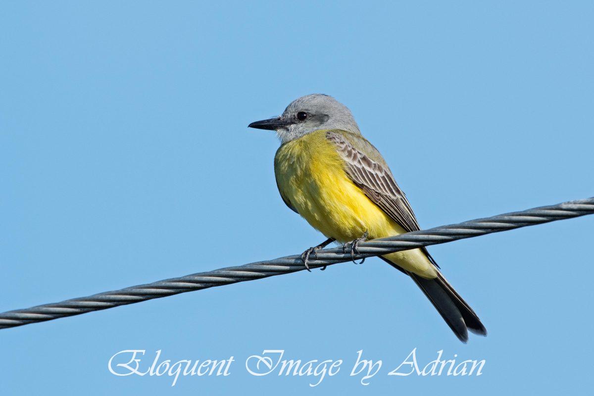 Tropical Kingbird