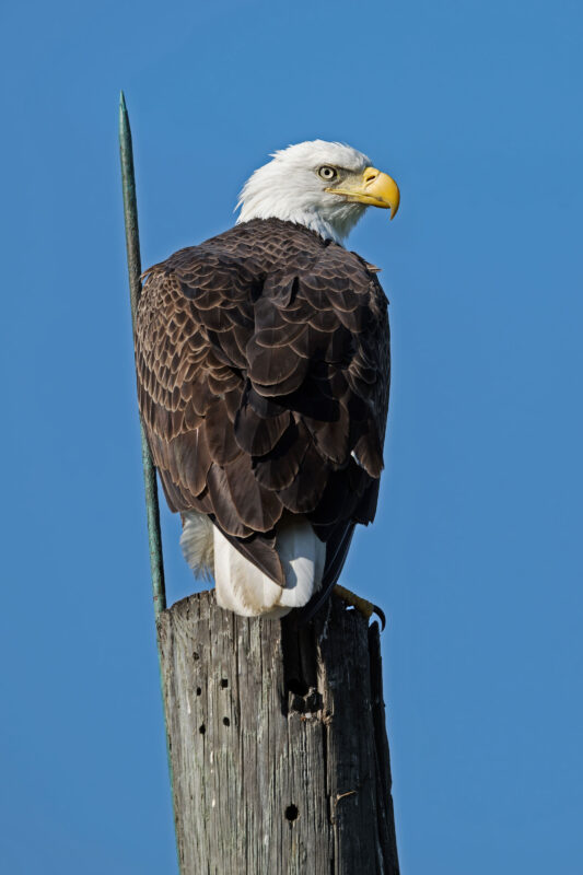 Bald Eagle