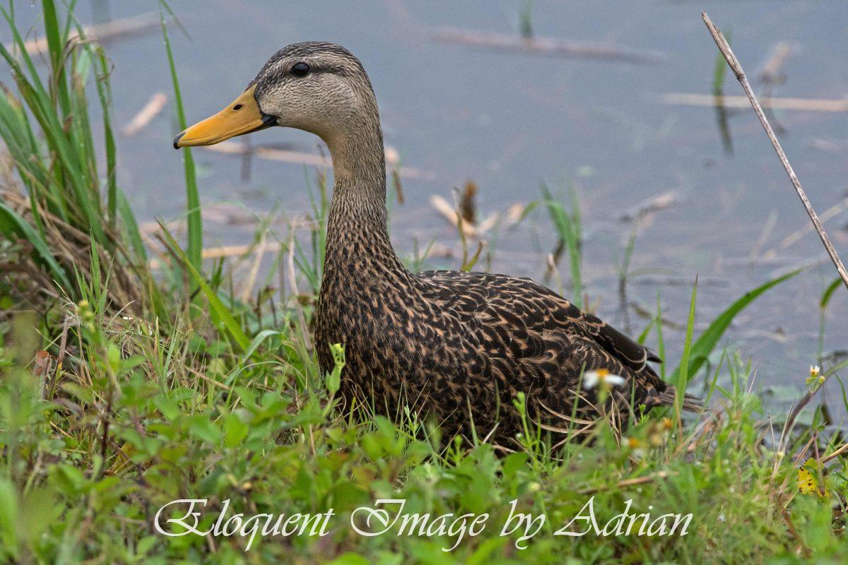 Mottled Duck
