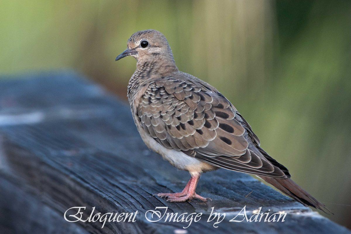 Mourning Dove