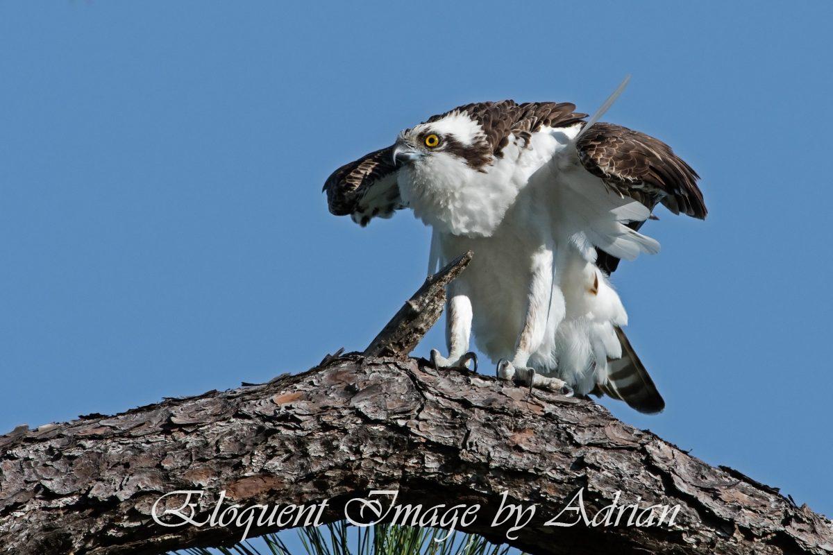Osprey