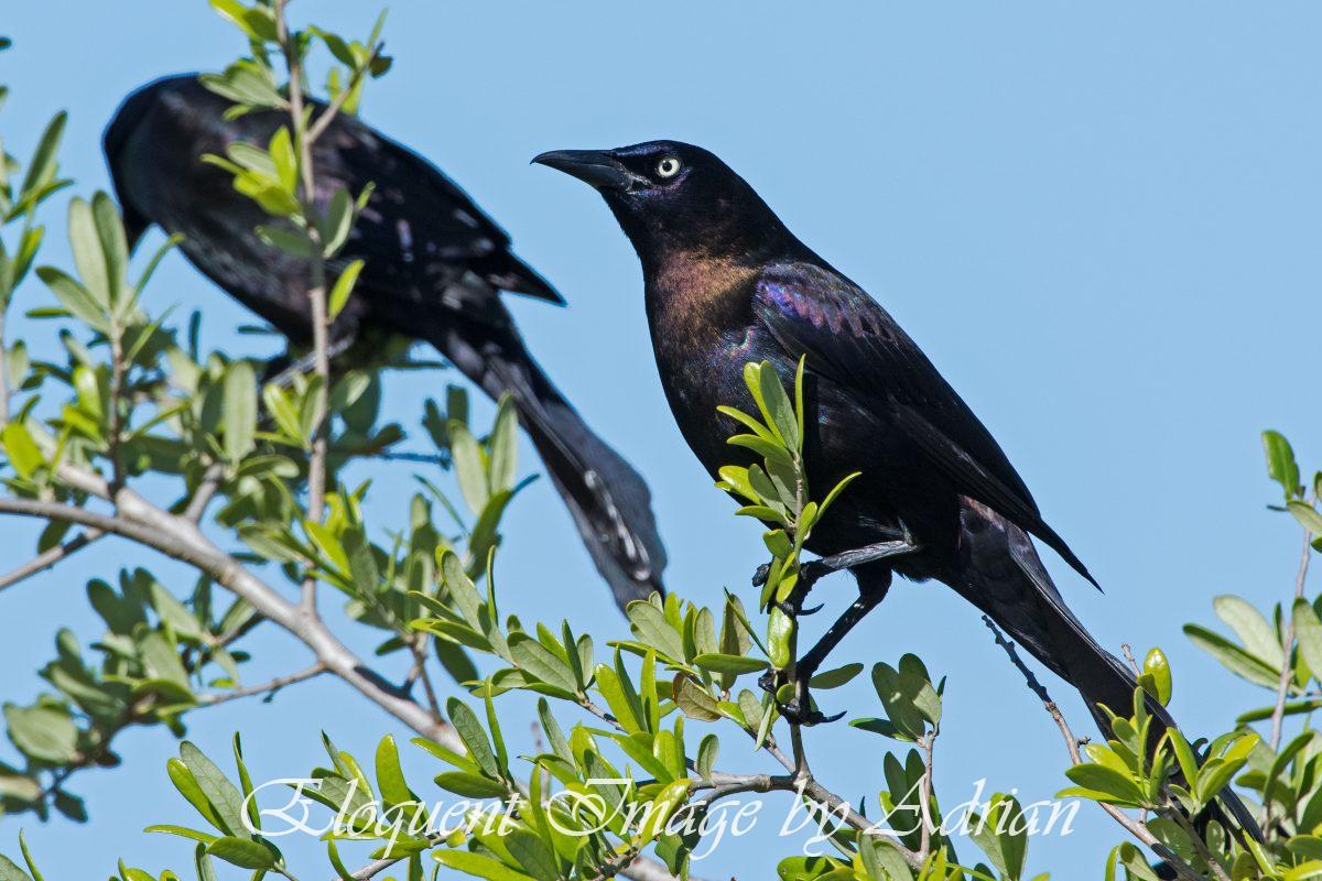 Common Grackle