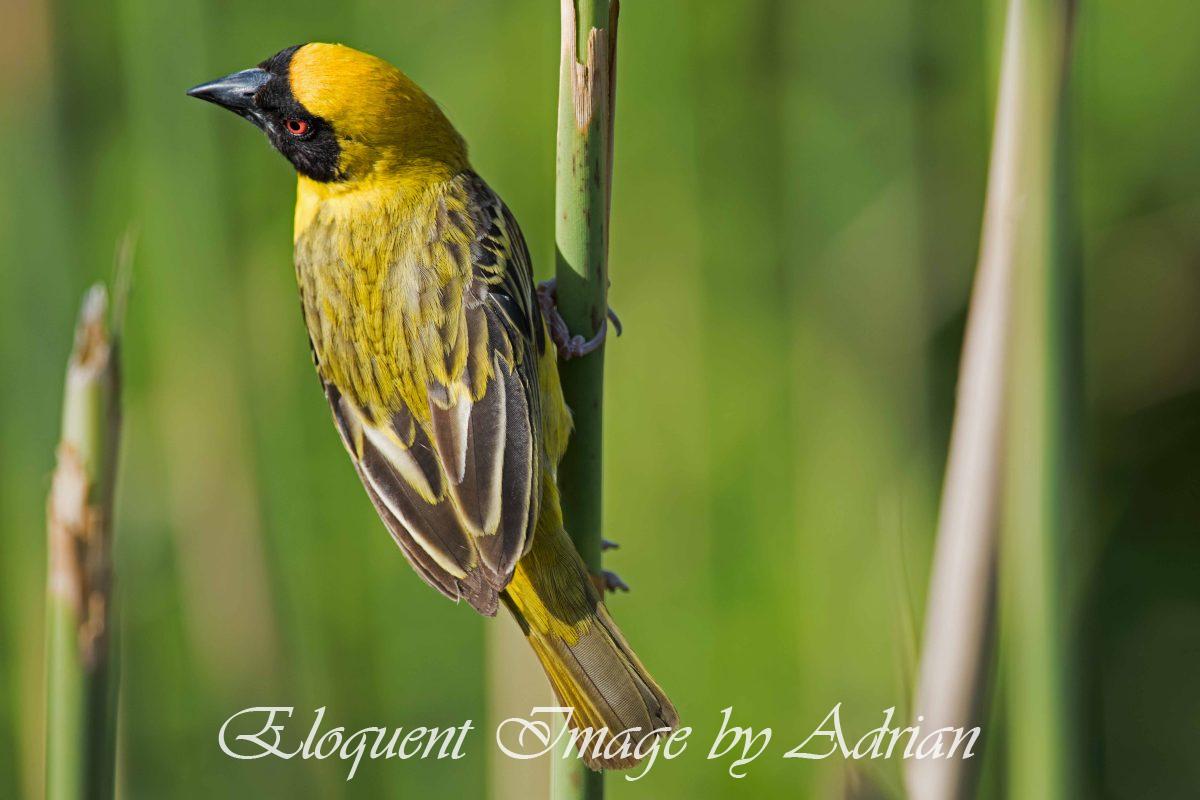Masked Weaver