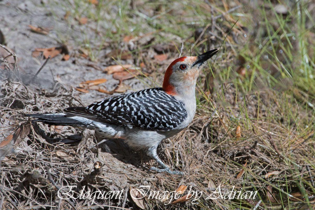 Red-bellied Woodpecker