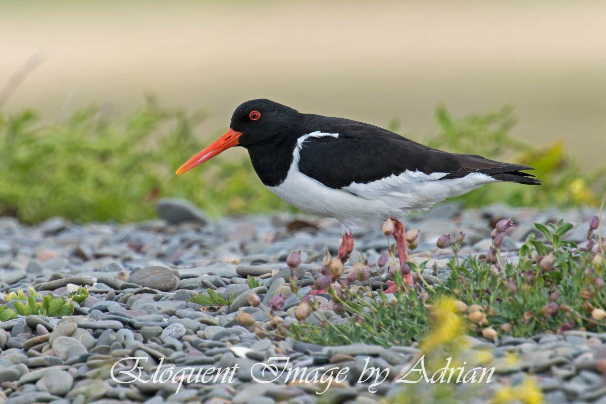 Oystercatcher