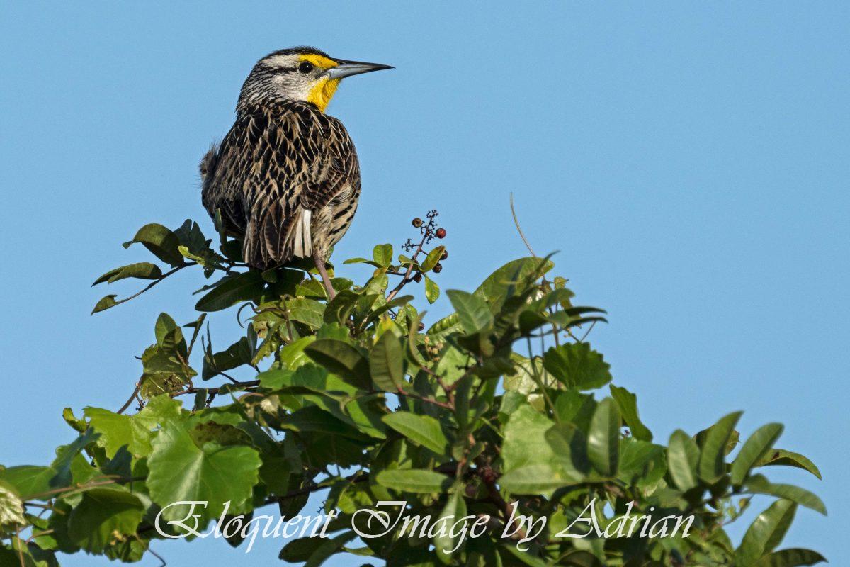 Eastern Meadowlark