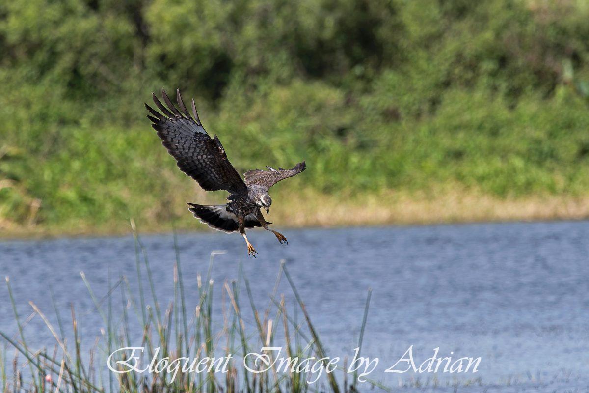 Snail Kite