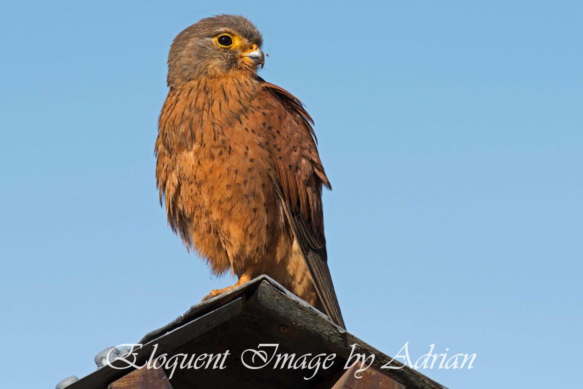 Rock Kestrel