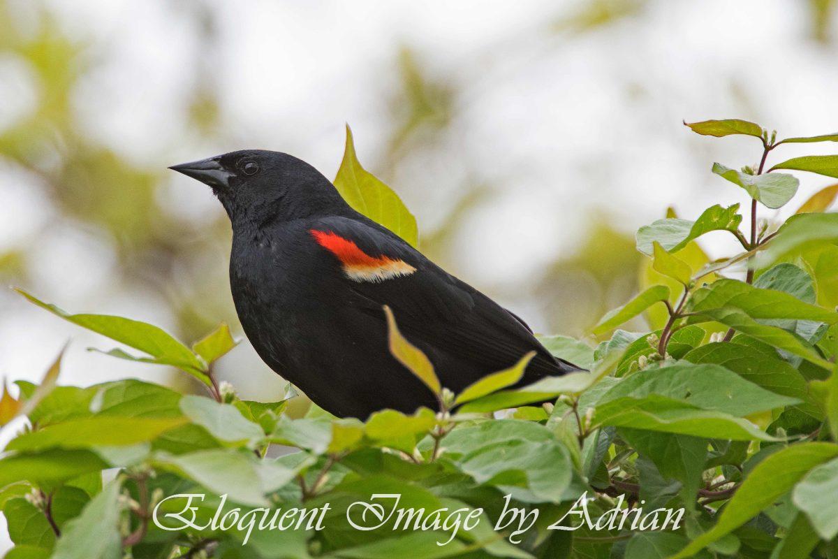 Red-winged Blackbird