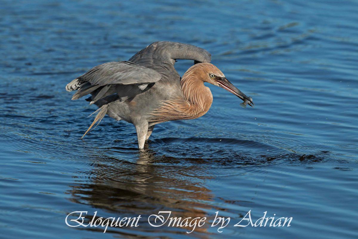 Reddish Heron