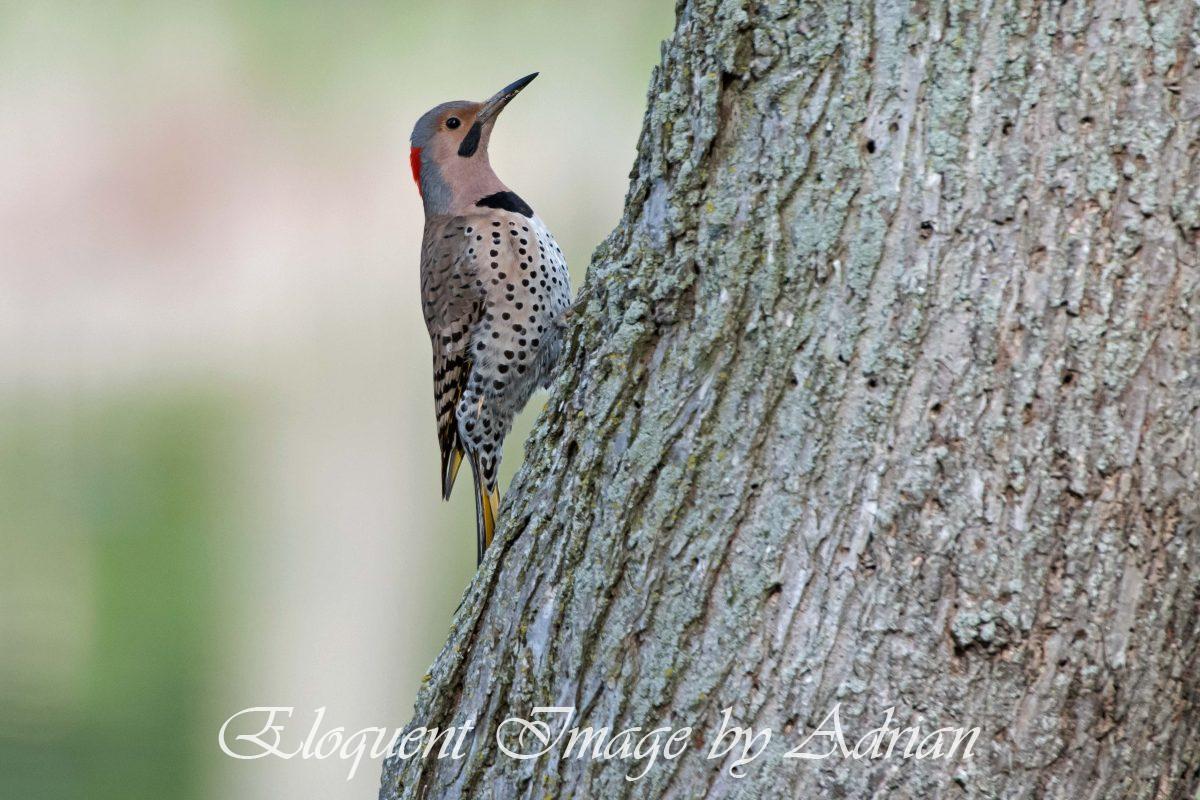 Northern Flicker
