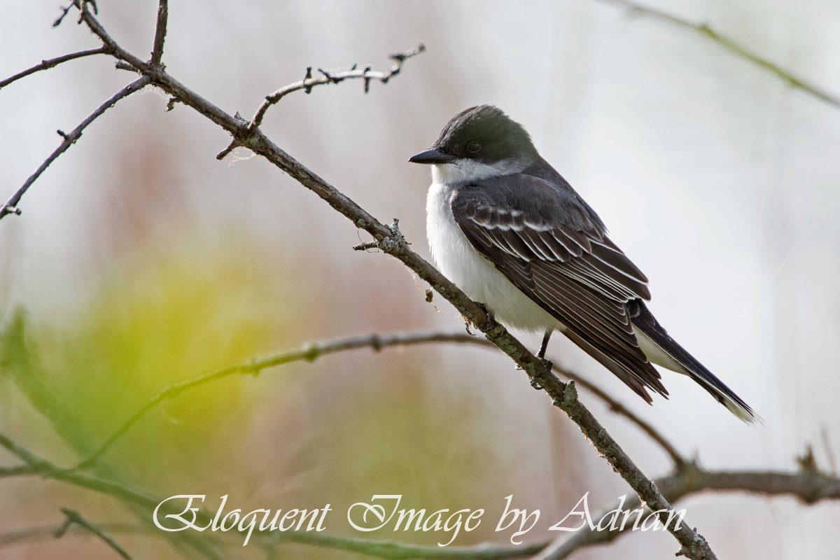 Eastern Kingbird