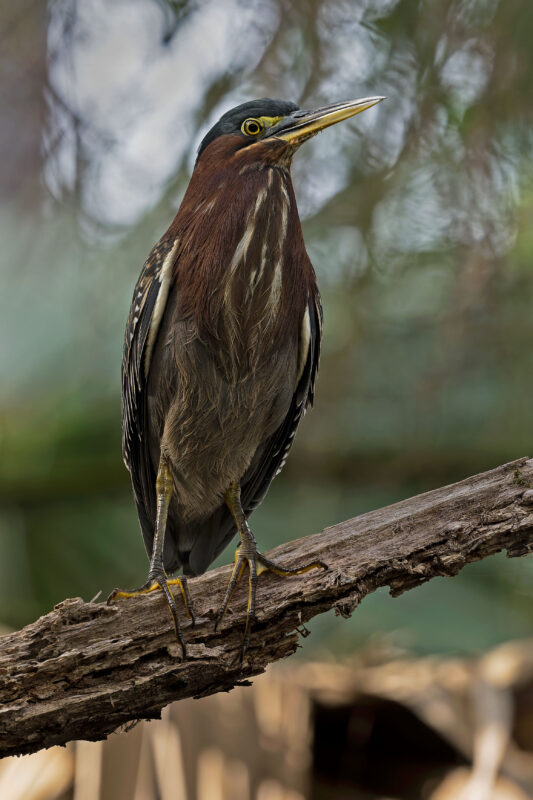 Green Heron
