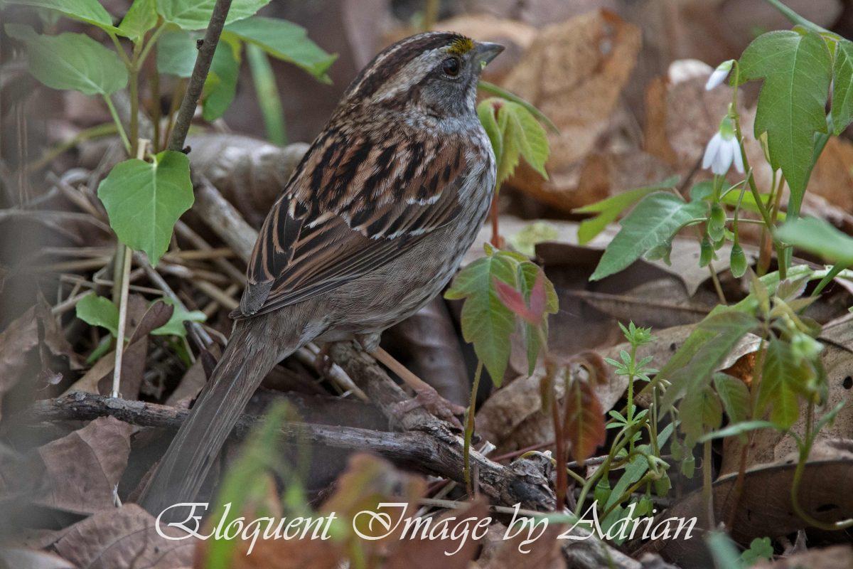 White-throated Sparrow