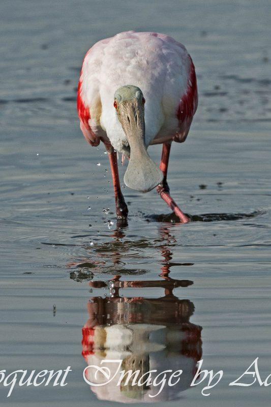 Roseate Spoonbill