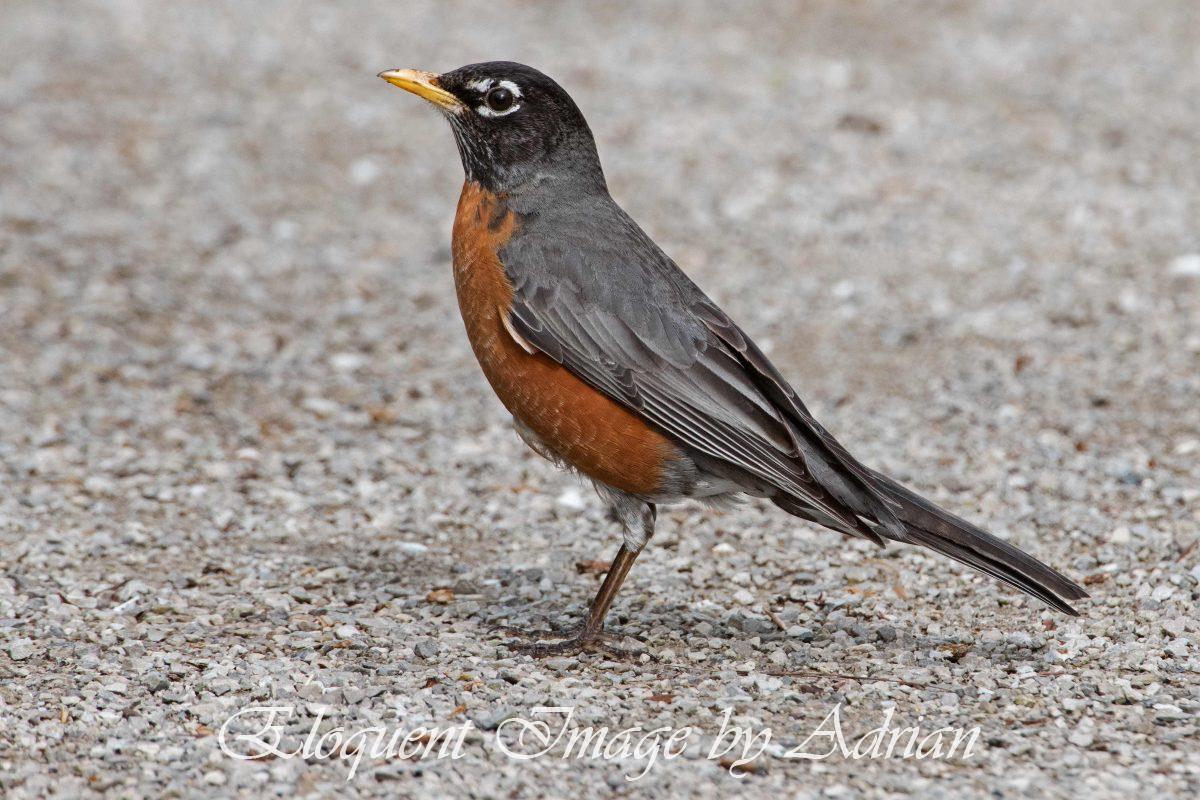American Robin