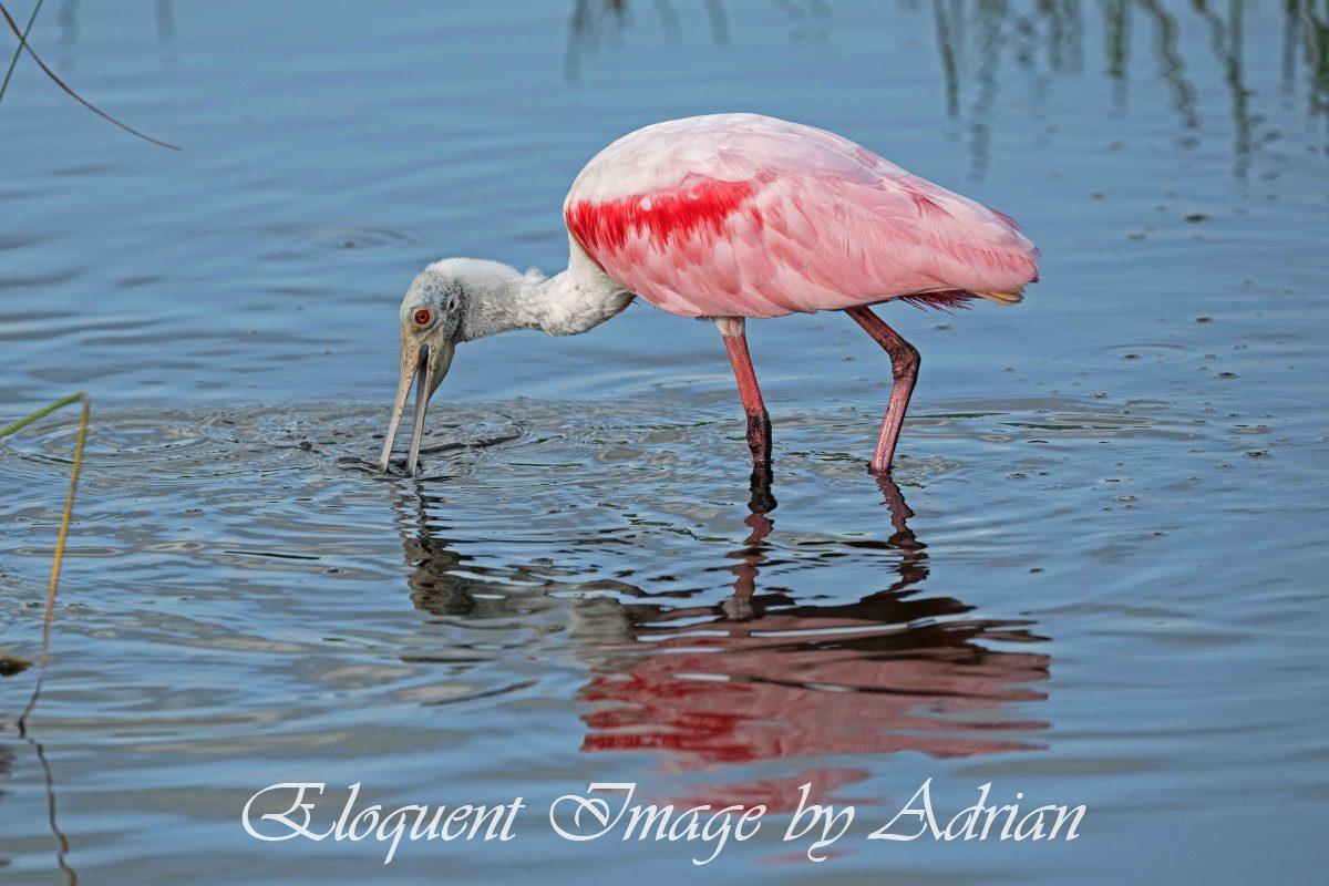 Roseate Spoonbill