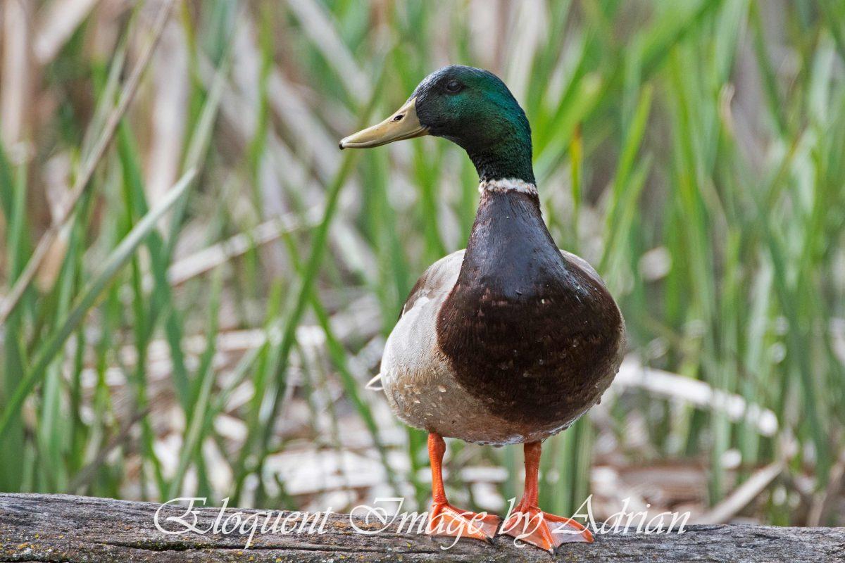 Mallard