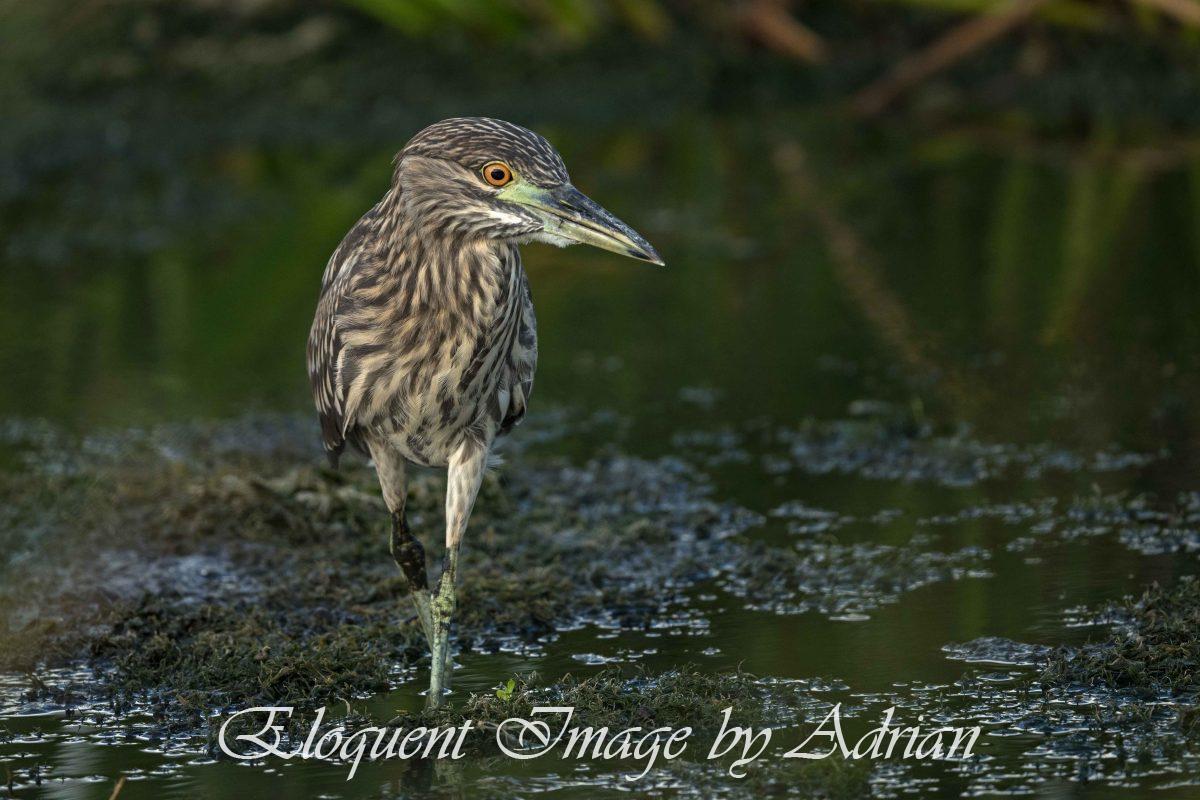Black-crowned Night Heron (Juvenile)