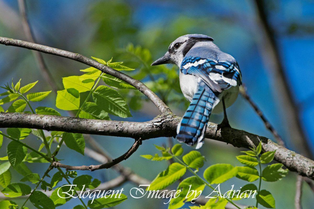 Blue Jay