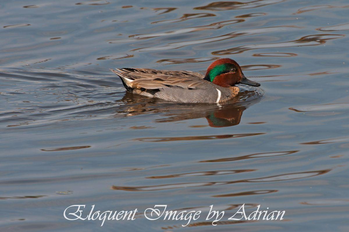 Green-winged Teal