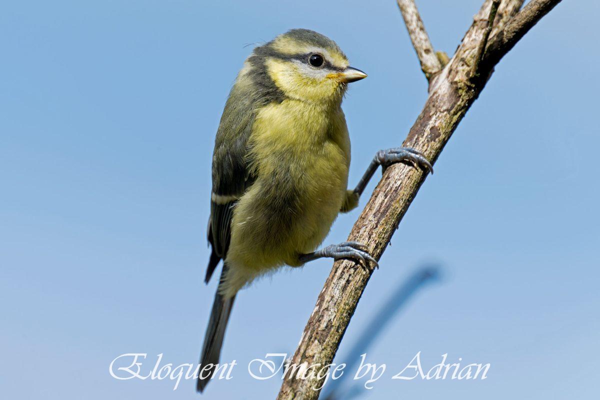 Blue Tit