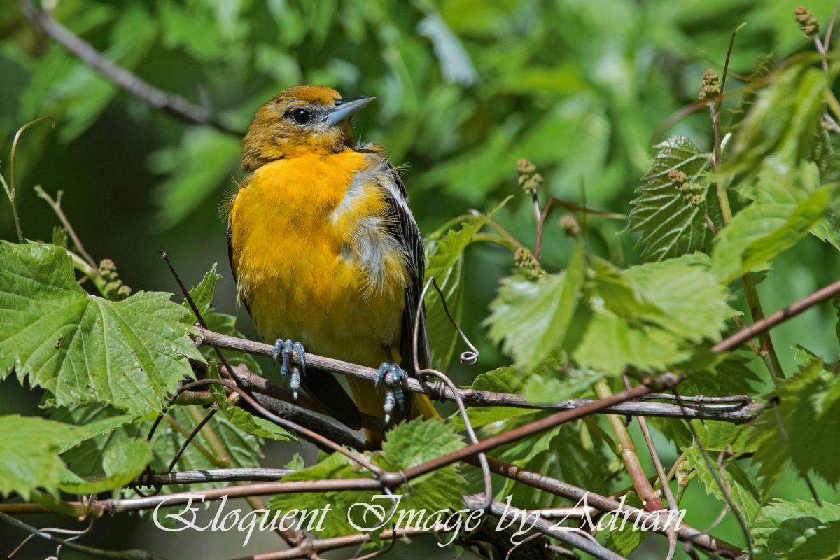 Baltimore Oriole