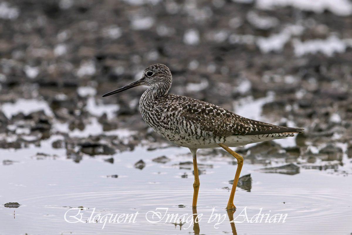 Greater Yellowlegs