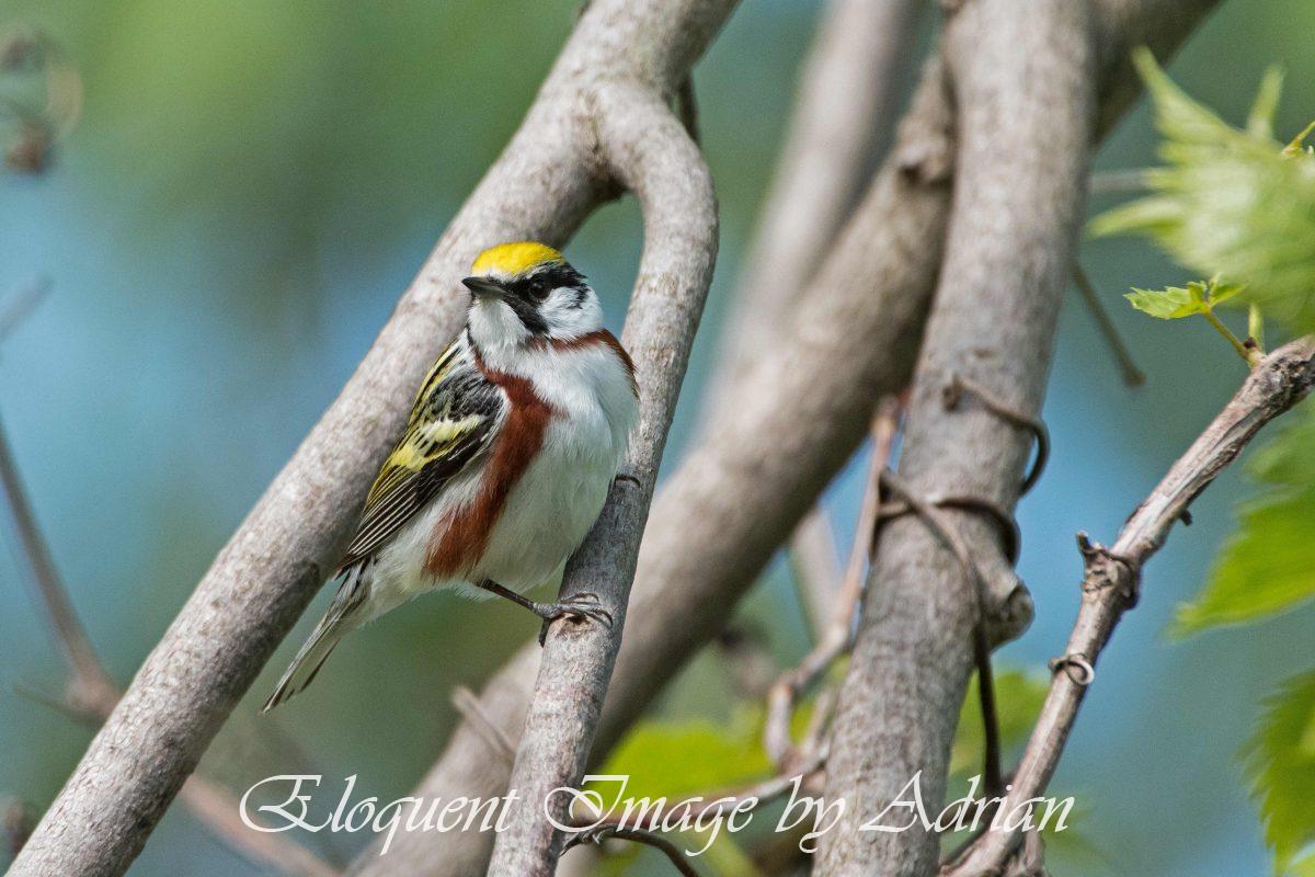Chestnut-sided Warbler