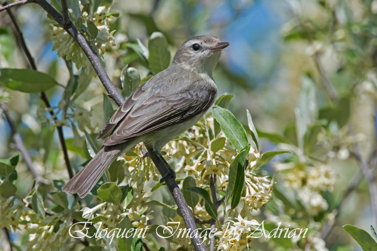 Warbling Vireo
