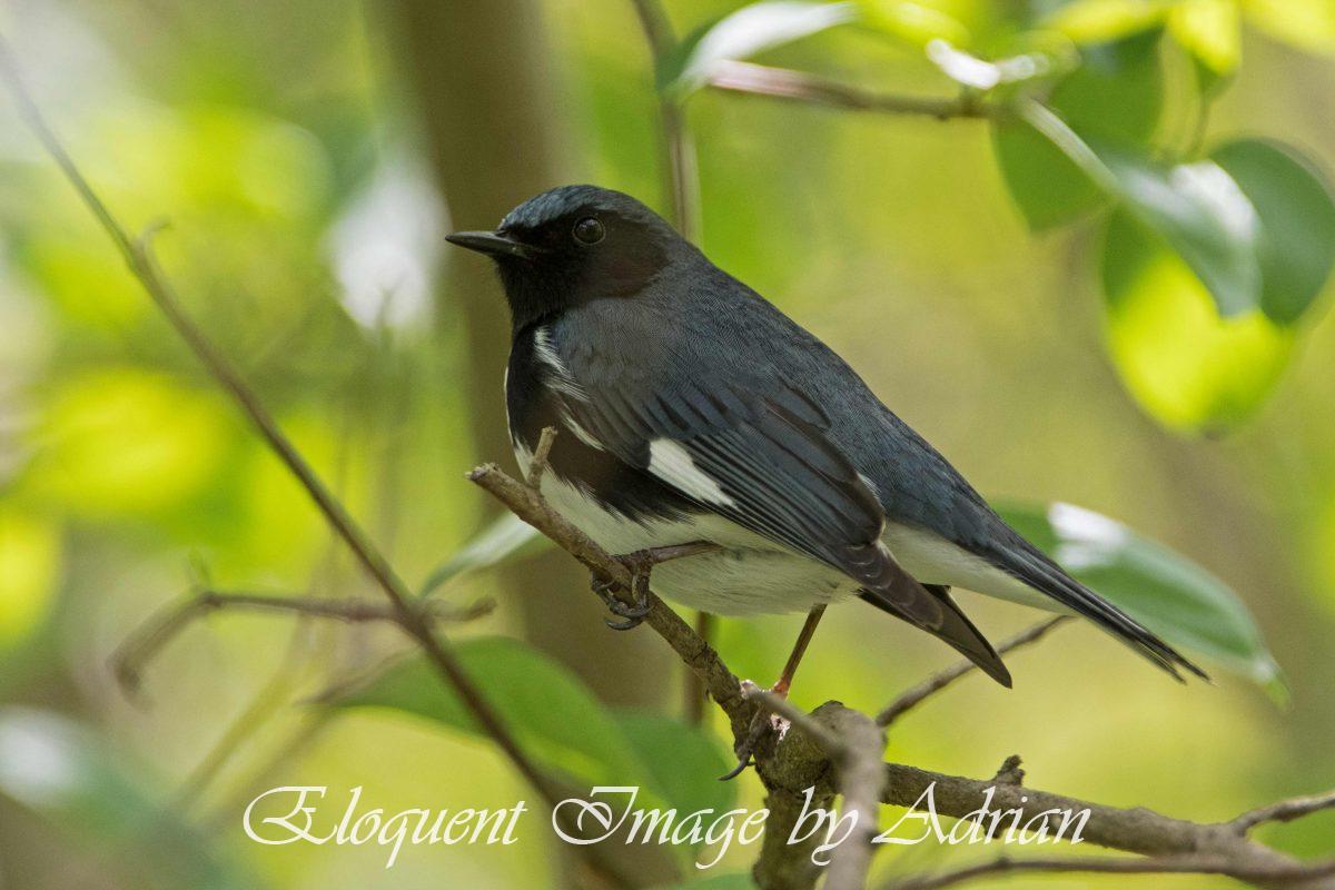 Black-throated Blue Warbler