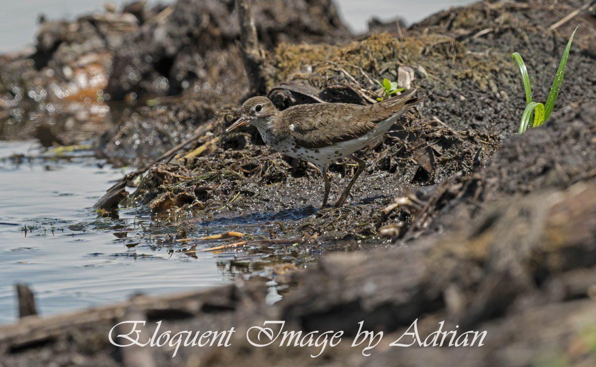 Spotted Sandpiper