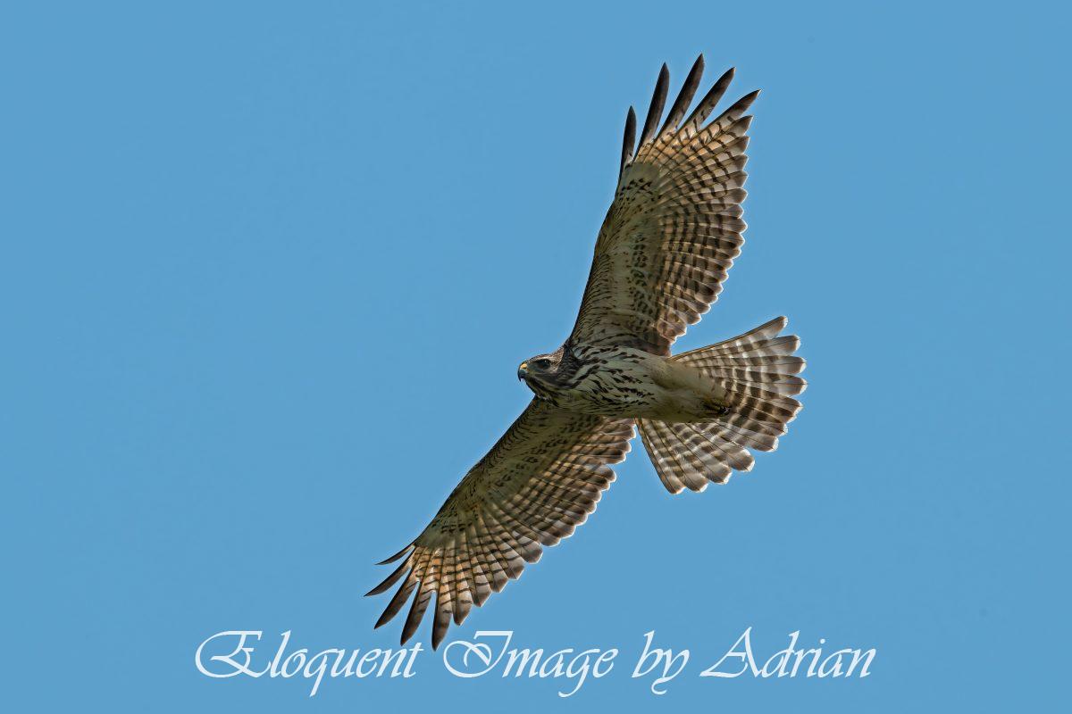 Red-shouldered Hawk