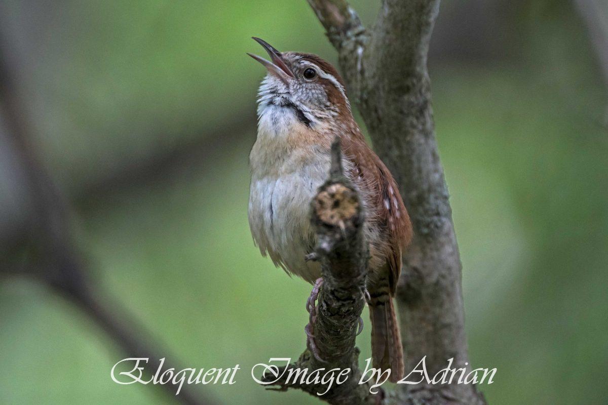 Carolina Wren