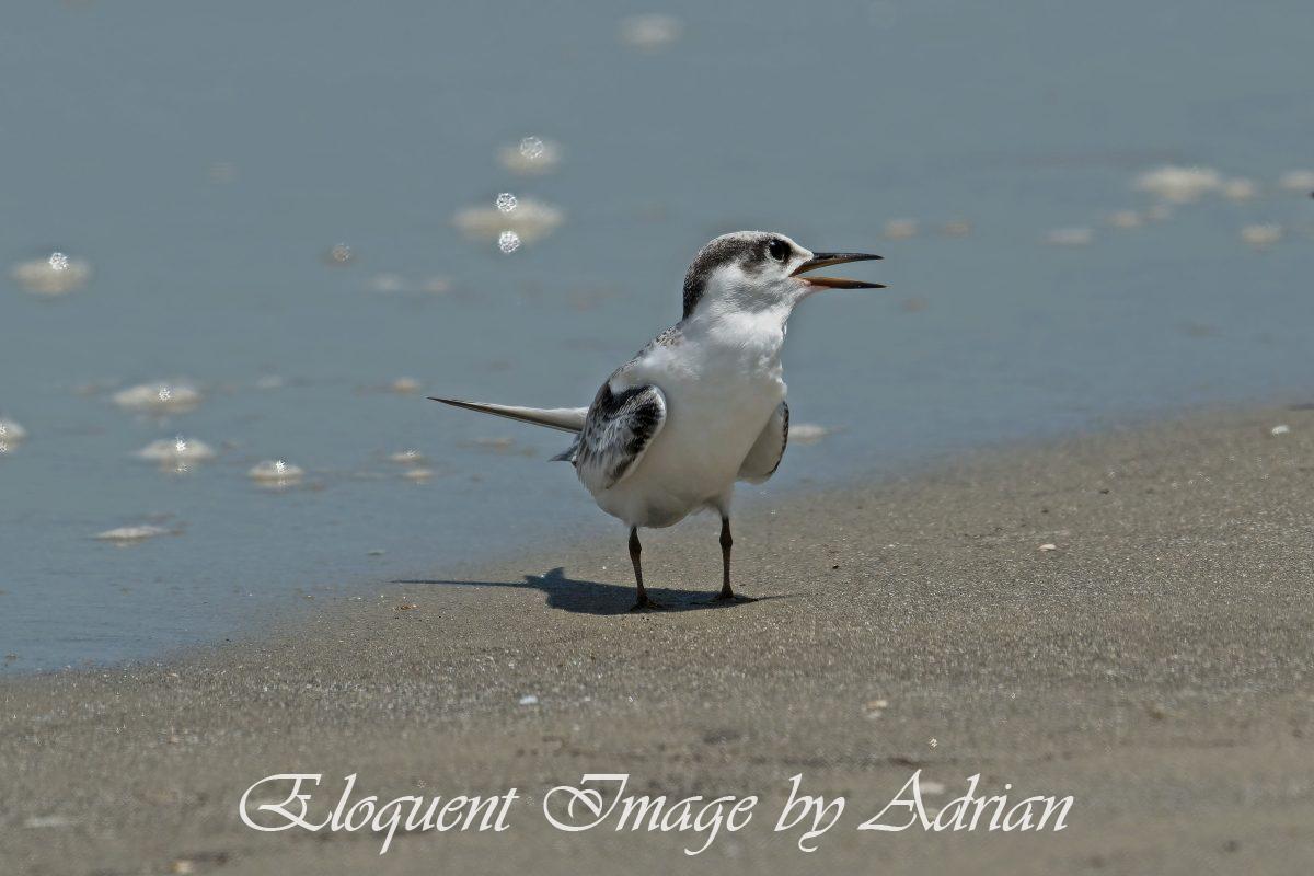 Least Tern