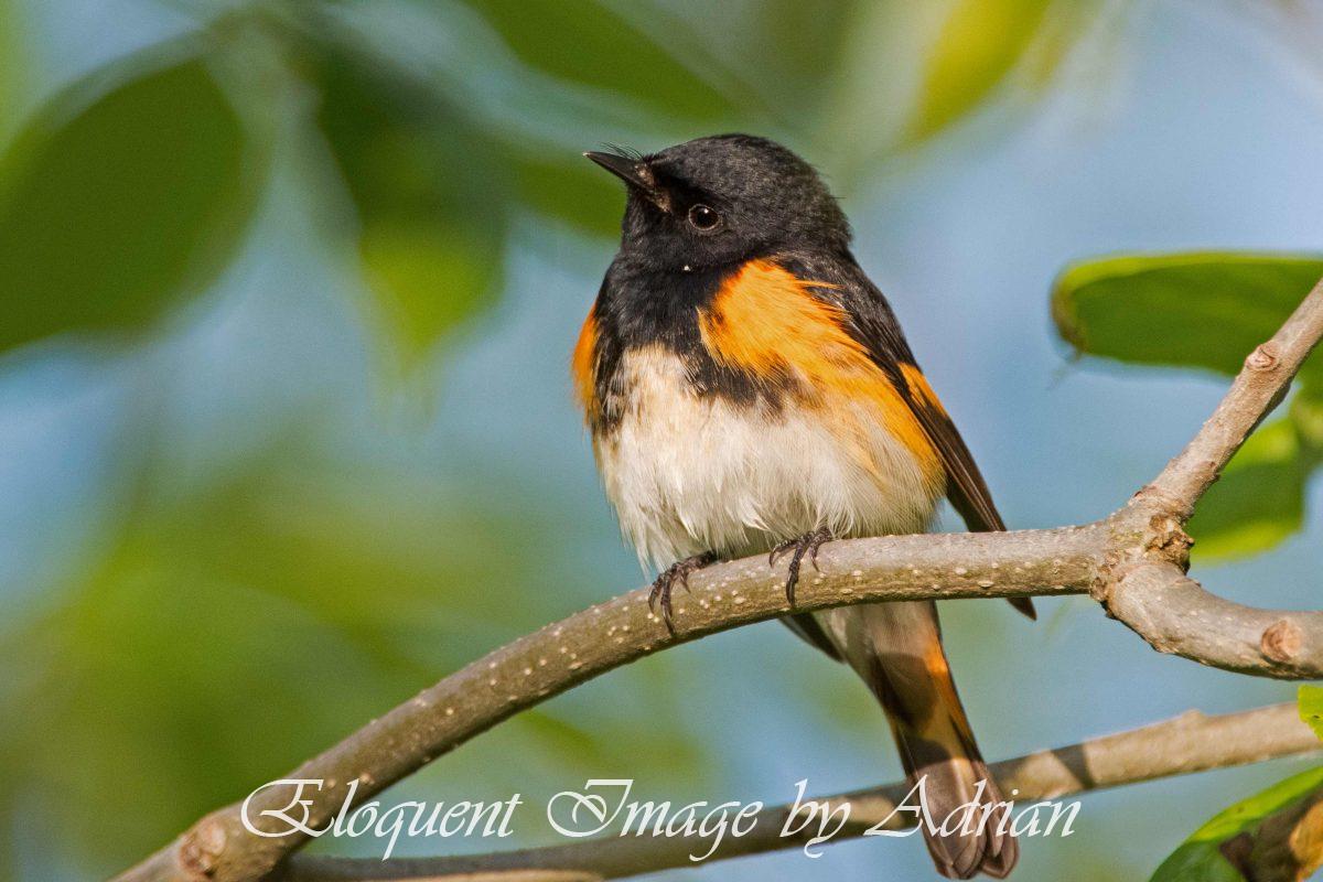 American Redstart