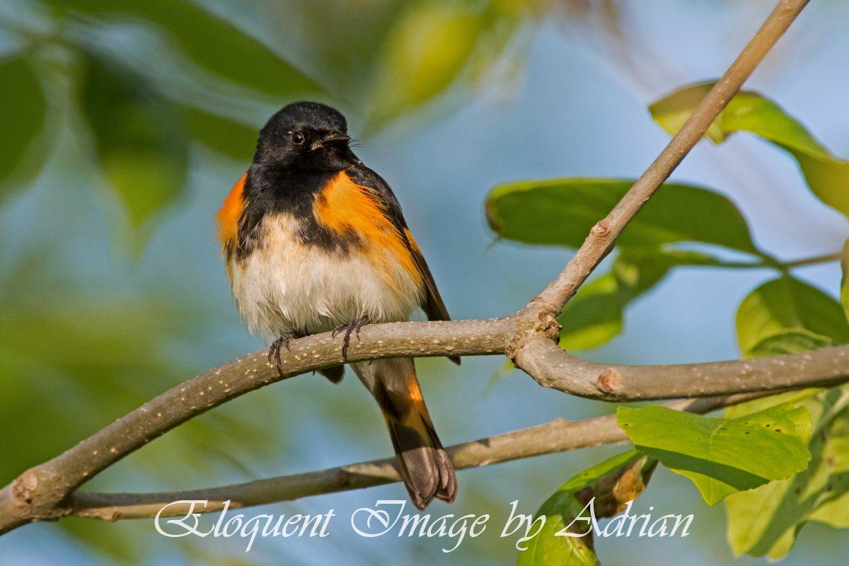 American Redstart