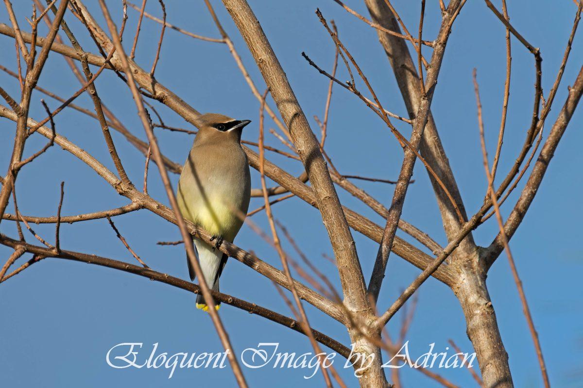 Cedar Waxwing