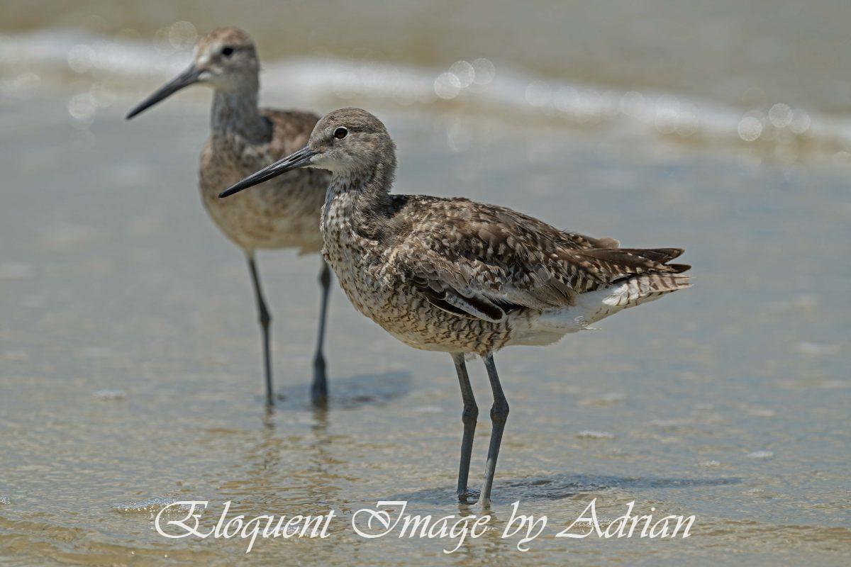 Willet